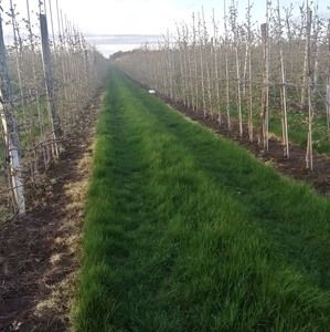 Meet your Posher, Roberto